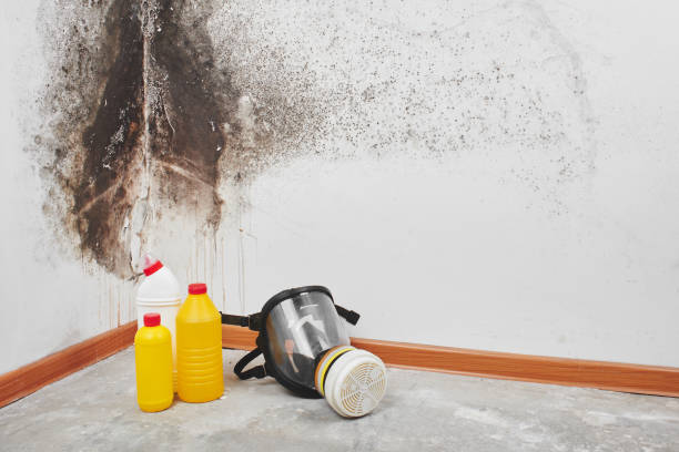 Best Commercial Mold Removal  in Cottonwood, CA