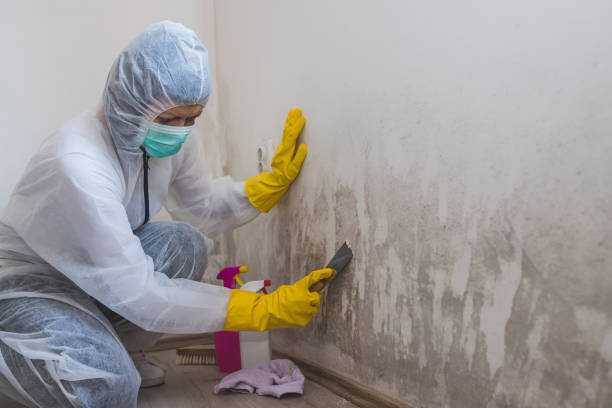 Best Local Mold Removal Service  in Cottonwood, CA