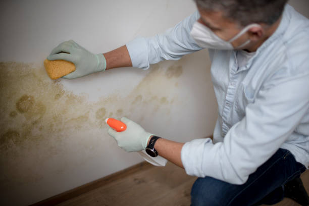Best Attic Mold Removal  in Cottonwood, CA
