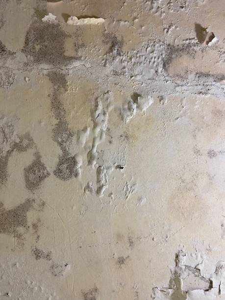 Best Local Mold Removal Service  in Cottonwood, CA