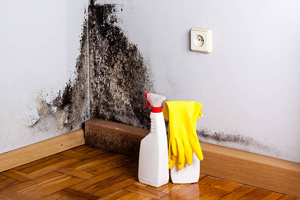 Best Fast Mold Removal  in Cottonwood, CA