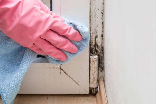 Best Attic Mold Removal  in Cottonwood, CA