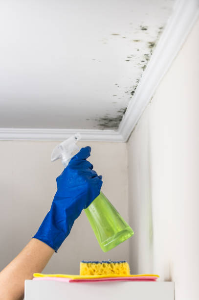 Best Commercial Mold Removal  in Cottonwood, CA